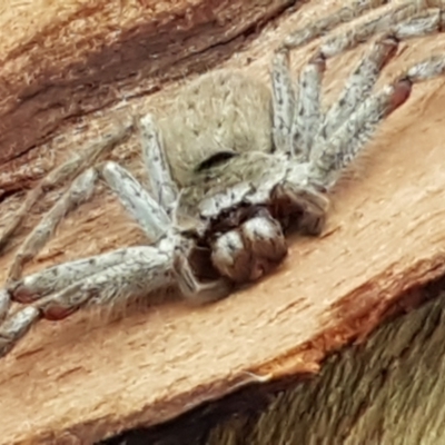 Isopeda sp. (genus) (Huntsman Spider) at Latham, ACT - 4 May 2021 by trevorpreston