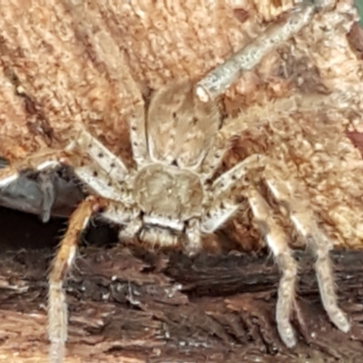 Sparassidae (family) (A Huntsman Spider) at Latham, ACT - 4 May 2021 by trevorpreston