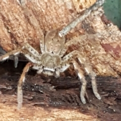 Sparassidae (family) at Latham, ACT - 4 May 2021