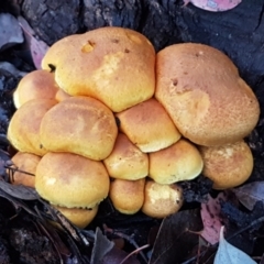 Gymnopilus junonius (Spectacular Rustgill) at Latham, ACT - 4 May 2021 by trevorpreston