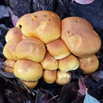 Gymnopilus junonius (Spectacular Rustgill) at Umbagong District Park - 4 May 2021 by tpreston