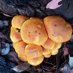 Gymnopilus junonius at Latham, ACT - 4 May 2021