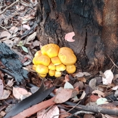 Gymnopilus junonius at Latham, ACT - 4 May 2021