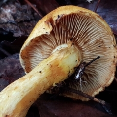 Gymnopilus junonius at Latham, ACT - 4 May 2021 04:23 PM