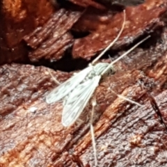 Chironomidae (family) (Non-biting Midge) at Umbagong District Park - 4 May 2021 by trevorpreston