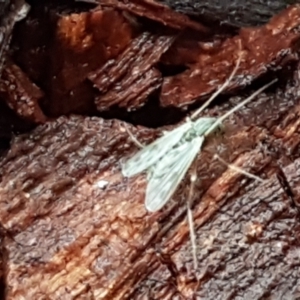 Chironomidae (family) at Latham, ACT - 4 May 2021