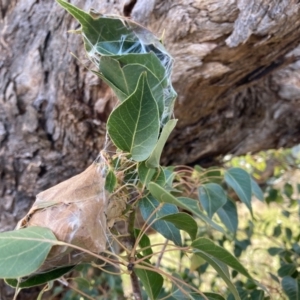 Dichocrocis clytusalis at Theodore, ACT - 28 Apr 2021