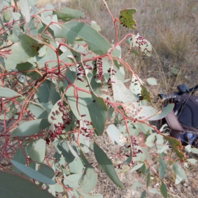 Apiomorpha sp. (genus) (A gall forming scale) at Theodore, ACT - 28 Apr 2021 by Rosie