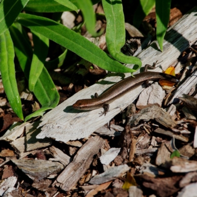 Lampropholis delicata (Delicate Skink) at Acton, ACT - 1 May 2021 by regeraghty