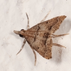 Sufetula hemiophthalma (A Crambid moth) at Melba, ACT - 1 May 2021 by kasiaaus