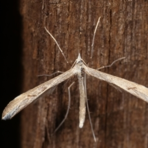 Platyptilia celidotus at Melba, ACT - 2 May 2021 12:13 AM