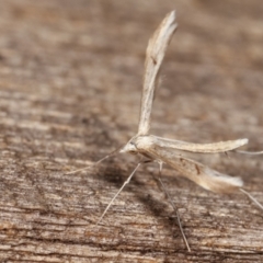 Platyptilia celidotus at Melba, ACT - 2 May 2021 12:13 AM