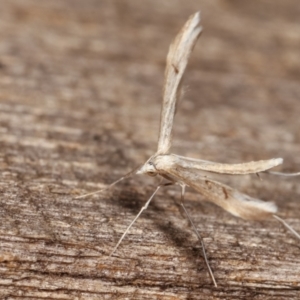 Platyptilia celidotus at Melba, ACT - 2 May 2021 12:13 AM