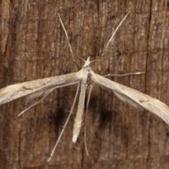 Platyptilia celidotus at Melba, ACT - 2 May 2021 12:13 AM