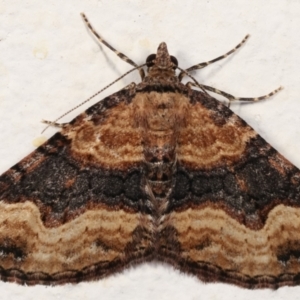 Epyaxa subidaria at Melba, ACT - 2 May 2021