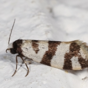 Lepidoscia characota at Melba, ACT - 2 May 2021