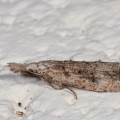 Carposina undescribed species at Melba, ACT - 2 May 2021