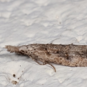 Carposina undescribed species at Melba, ACT - 2 May 2021 11:58 PM