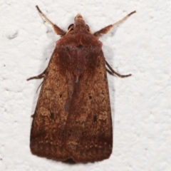 Diarsia intermixta (Chevron Cutworm, Orange Peel Moth.) at Melba, ACT - 3 May 2021 by kasiaaus