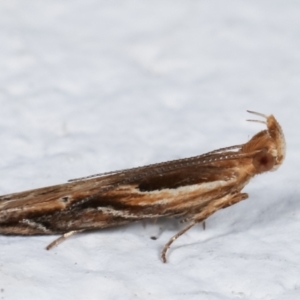 Eutorna tricasis at Melba, ACT - 3 May 2021 09:26 PM