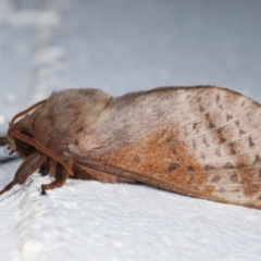 Oxycanus dirempta (Variable Oxycanus) at Melba, ACT - 4 May 2021 by kasiaaus