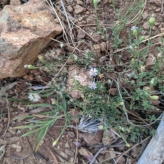 Vittadinia cuneata var. cuneata (Fuzzy New Holland Daisy) at Downer, ACT - 1 May 2021 by WalterEgo