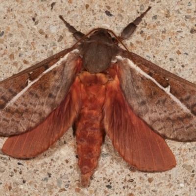 Oxycanus rufescens (Dry-country Oxycanus) at Melba, ACT - 3 May 2021 by kasiaaus