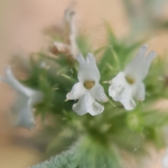 Marrubium vulgare at Cook, ACT - 4 Dec 2020