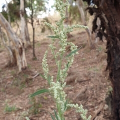 Chenopodium album (Fat Hen) at Cook, ACT - 25 Jan 2021 by drakes