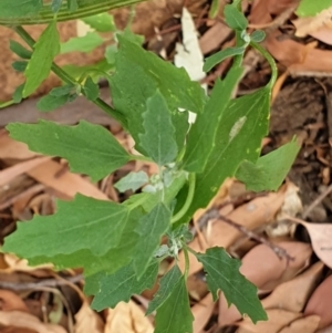 Chenopodium album at Cook, ACT - 26 Jan 2021