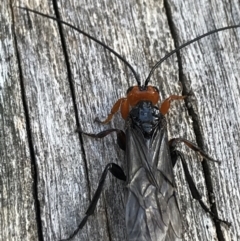 Braconidae (family) (Unidentified braconid wasp) at Cotter River, ACT - 25 Apr 2021 by Tapirlord