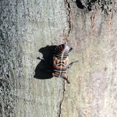 Eurymeloides punctata at Cotter River, ACT - 25 Apr 2021