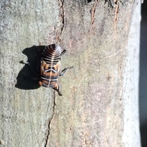 Eurymeloides punctata at Cotter River, ACT - 25 Apr 2021