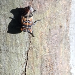 Eurymeloides punctata at Cotter River, ACT - 25 Apr 2021