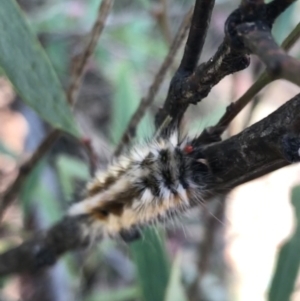 Anthela canescens at Cotter River, ACT - 25 Apr 2021