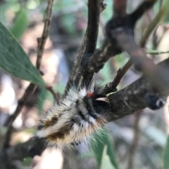 Anthela canescens at Cotter River, ACT - 25 Apr 2021