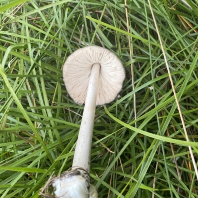 Volvopluteus gloiocephalus (Big Sheath Mushroom) at Throsby, ACT - 5 May 2021 by davobj