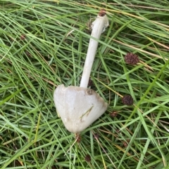 Volvopluteus gloiocephalus at Throsby, ACT - 5 May 2021