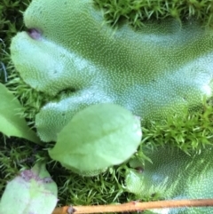 Marchantia sp. (genus) (A Liverwort) at Tennent, ACT - 25 Apr 2021 by Tapirlord