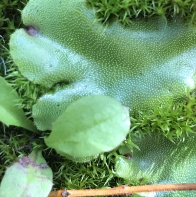 Marchantia sp. (genus) (A Liverwort) at Tennent, ACT - 25 Apr 2021 by Tapirlord