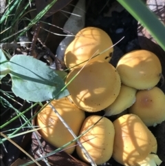 zz agaric (stem; gill colour unknown) at Tennent, ACT - 25 Apr 2021 by Tapirlord