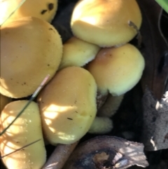 zz agaric (stem; gill colour unknown) at Tennent, ACT - 25 Apr 2021