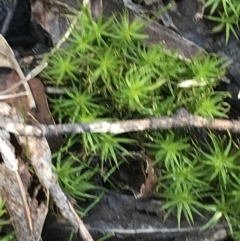 Polytrichaceae at Tennent, ACT - 25 Apr 2021