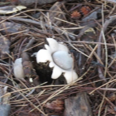 Geastrum sp. (Geastrum sp.) at Greenway, ACT - 4 May 2021 by SandraH