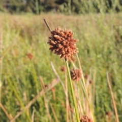 Ficinia nodosa (Knobby Club-rush) at Tuggeranong Creek to Monash Grassland - 4 Mar 2021 by michaelb