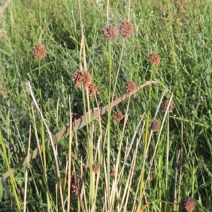 Ficinia nodosa at Monash, ACT - 4 Mar 2021