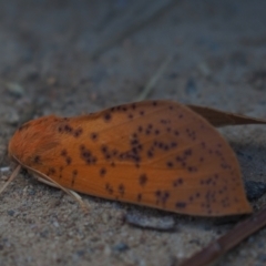 Plesanemma fucata (Lemon Gum Moth) at Umbagong District Park - 10 Apr 2021 by Caric