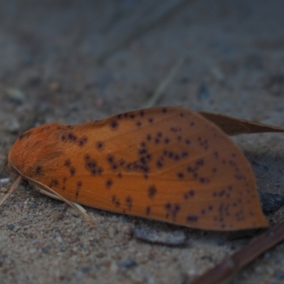 Plesanemma fucata (Lemon Gum Moth) at Umbagong District Park - 10 Apr 2021 by Caric