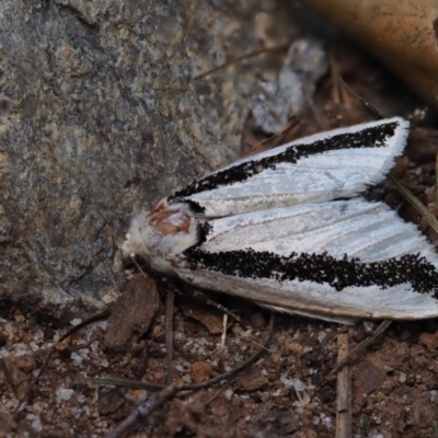 Oenosandra boisduvalii (Boisduval's Autumn Moth) at Macgregor, ACT - 10 Apr 2021 by Caric