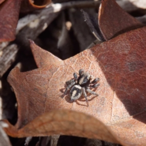 Salpesia sp. (genus) at Crace, ACT - 26 Apr 2021